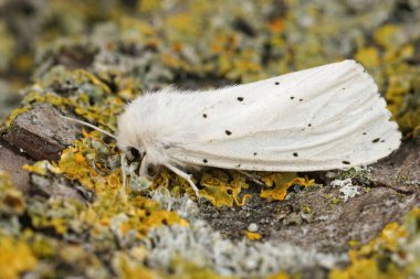 Detailed closeup on the white ermine, Spilosoma lubricipeda sitting on wood in the garden clipart