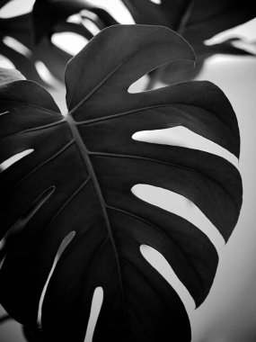 Bulanık arkaplanı olan bir canavar bitki yaprağının gri tonlu seçici odak noktası.