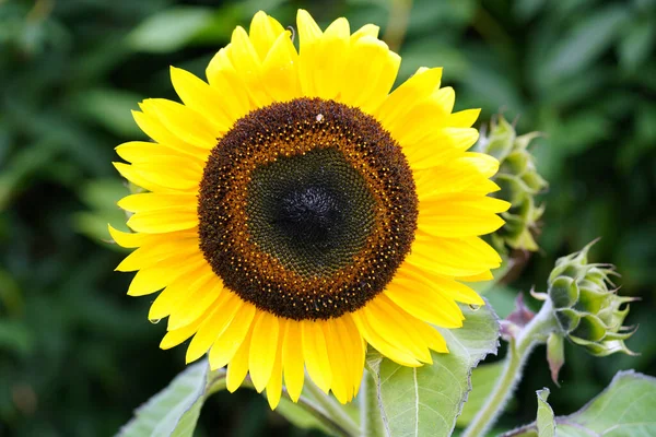 Lovitură Closeup Floarea Soarelui Galben — Fotografie, imagine de stoc