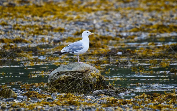 Close European Herring Gull Empoleirado Uma Rocha Meio Lago — Fotografia de Stock