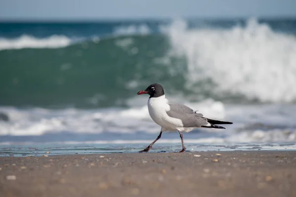 Laughing Gull Walking Shore — Stock Photo, Image