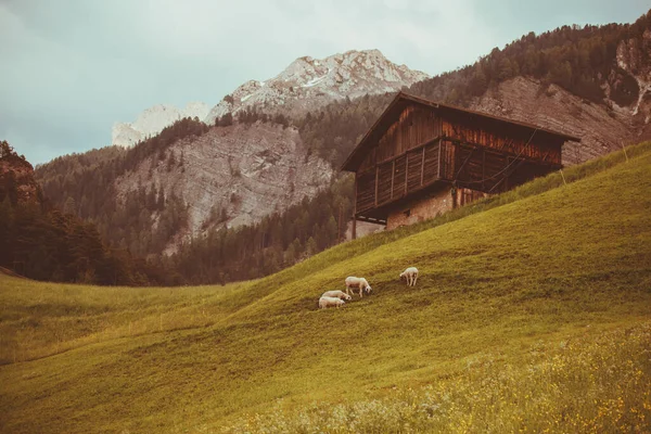 A beautiful shot of some sheep grazing in the field next to a wooden old house near some mountains.