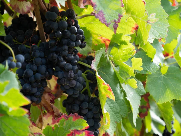 Primer Plano Racimos Uva Negra — Foto de Stock