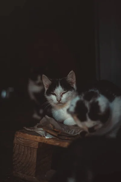 Yaşlı Yorgun Kedi Diğer Kedilerin Arasında Oturuyor Kameraya Bakıyor — Stok fotoğraf