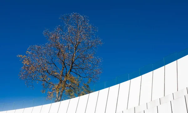 Fundo Dividido Uma Fachada Edifício Moderno Uma Árvore Frente Céu — Fotografia de Stock