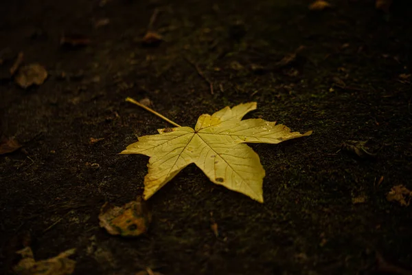 Крупный План Осеннего Листа Мокрой Земле — стоковое фото