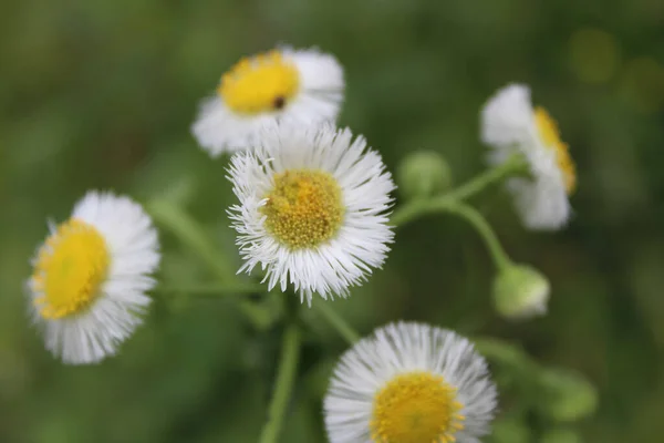 Szelektív Fókuszfelvétel Egy Csapat Erigeron Annuusról — Stock Fotó