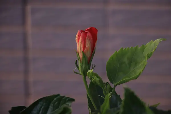 Piękny Czerwony Kwiat Kwitnący Świeżymi Zielonymi Liśćmi Rozmytym Tle — Zdjęcie stockowe