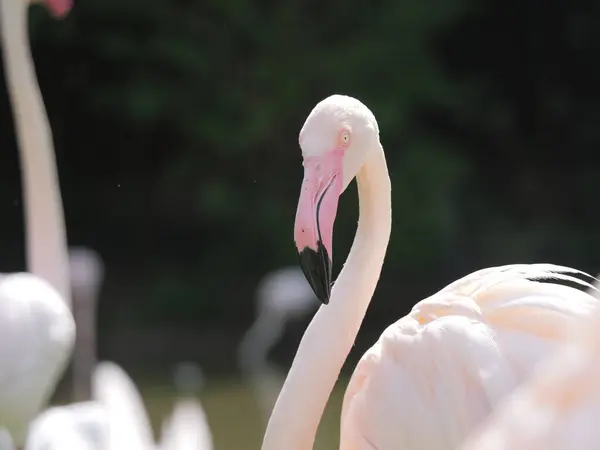 Närbild Rosa Flamingo Solig Dag Sommaren — Stockfoto