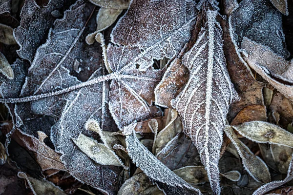 Closeup Frost Leaves — Stock Photo, Image