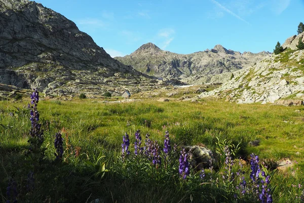 Malebný Pohled Zelené Pole Fialovými Květy Proti Skalnatým Pyrenejským Horám — Stock fotografie
