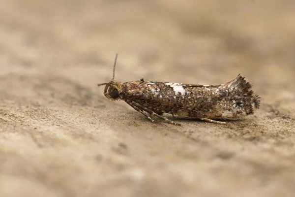 Großaufnahme Der Kleinen Lauchmotte Acrolepiopsis Assectella Die Auf Einem Stück — Stockfoto