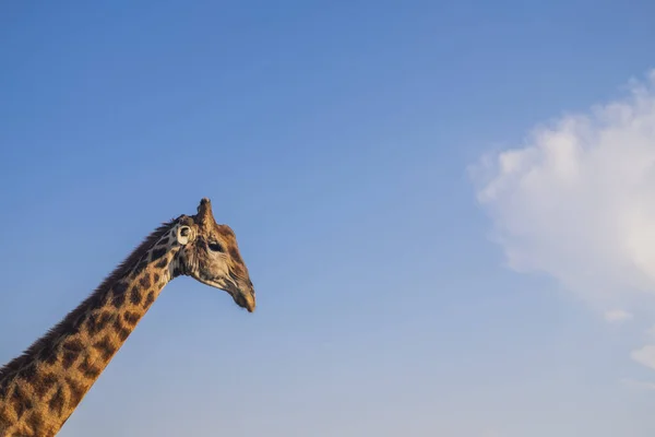 A cute giraffe head against the blue sky