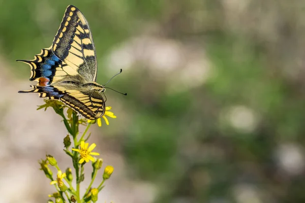 Ett Makro Skott Vacker Maltesisk Swallowtail Fjäril Papilio Machaon Melitensis — Stockfoto