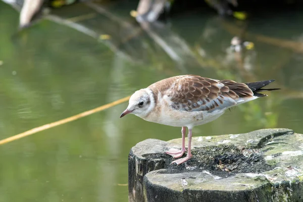 木の表面に緑の湖の上に立つ美しい白と茶色のカモメの閉鎖 — ストック写真