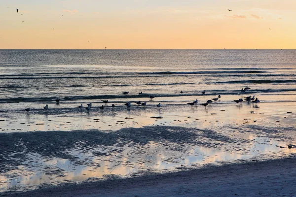 Silhouettes Seagulls Shore Sunset Beach Sarasota Florida Usa — Stock Photo, Image