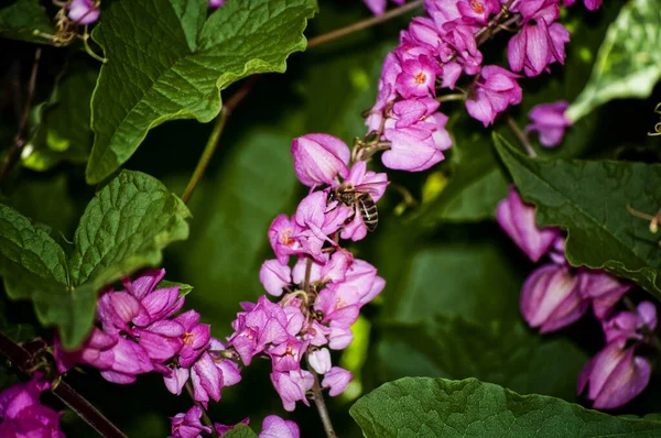 粉红花朵上的蜜蜂特写 — 图库照片