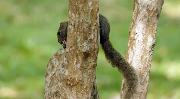 Close Esquilo Haste Árvore Contra Fundo Verde Embaçado — Fotografia de Stock