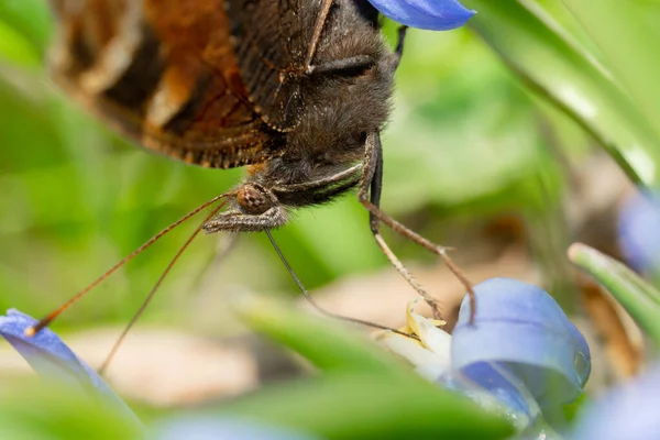 Tiro Macro Uma Borboleta Marrom Pavão Uma Flor Azul Floresta — Fotografia de Stock