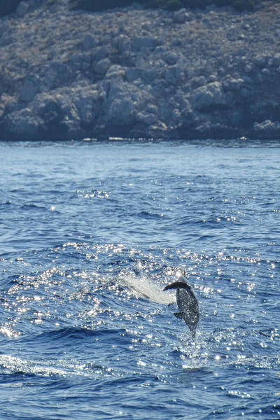 Uma Vagem Golfinhos Mar Egeu Entre Ilhas Gregas Rodes Halki — Fotografia de Stock