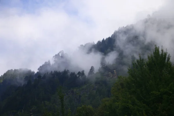 Une Vue Panoramique Sur Les Bois Avec Une Nature Luxuriante — Photo