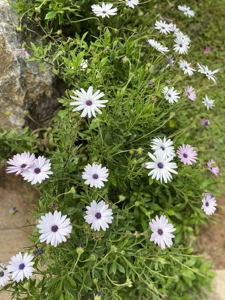 White Osteospermum Cape Daisy Flower — Stock Photo, Image
