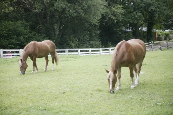 美国弗吉尼亚州威廉斯堡 两只美丽的野马正在田里吃草 — 图库照片