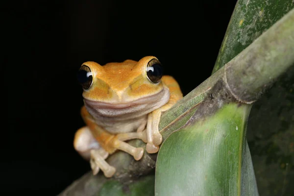 Frogs Polypedates Megacephalus Hallowell 1861 Found Valley Stream Yuanjiang County — 스톡 사진