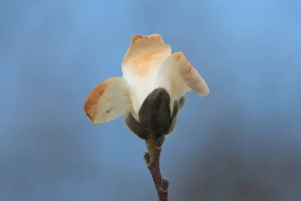 Zbliżenie Ujęcia Kwiatu Lilytree Rozmytym Tle — Zdjęcie stockowe