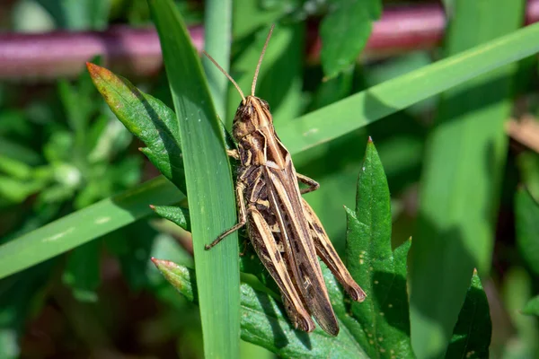 Closeup Shot Grasshopper Standing Green Leaves Plant — Stock Photo, Image