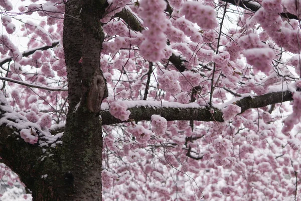 Gros Plan Chutes Neige Sur Les Fleurs Cerisier Sakura — Photo