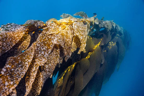 Прекрасний Знімок Підводної Природи — стокове фото