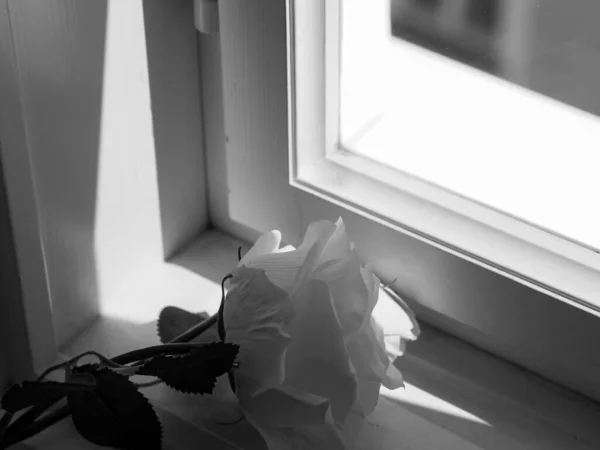 A closeup of a white rose in a room