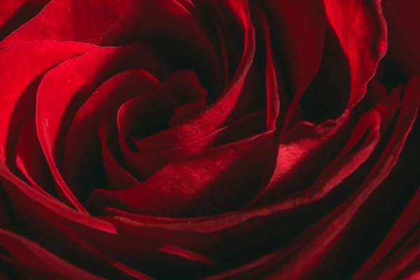 Macro Mozzafiato Fiore Rosa Rossa — Foto Stock
