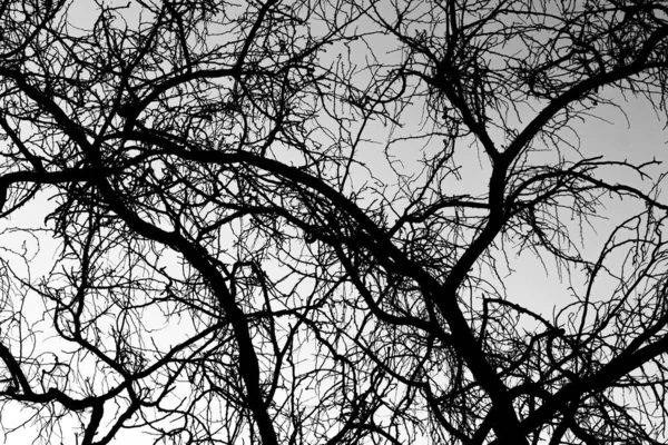 Gökyüzünün Altındaki Kuru Ağaç Dallarının Gri Ölçekli Görüntüsü — Stok fotoğraf