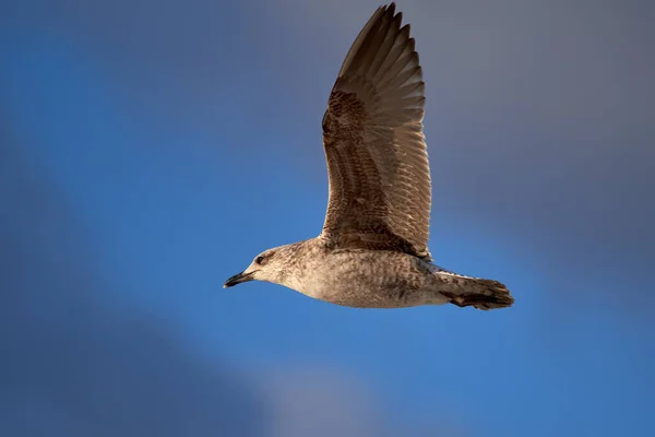 Вибірковий Фокус Пташиної Чайки Летить Блакитному Небі — стокове фото