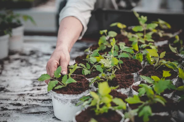 Spring Planting Greenhouse — Stock Photo, Image