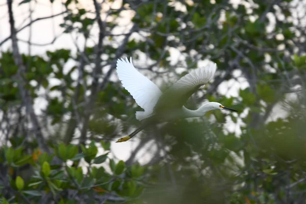 Little Egret Flight Green Background — Stock Photo, Image