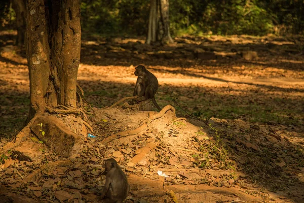 Großaufnahme Eines Affen Auf Einem Baum Wald — Stockfoto