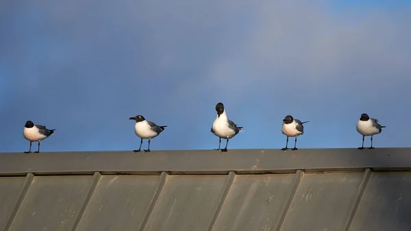 Çatıda Bir Grup Siyah Kafalı Martı — Stok fotoğraf