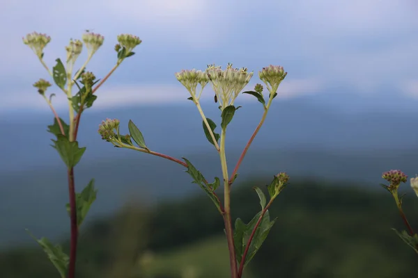 在朦胧的背景下 一幅幅绽放的花朵的特写 — 图库照片