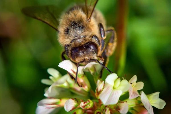 Närbild Ett Västerländskt Honungsbi Som Pollinerar Vita Blommor — Stockfoto