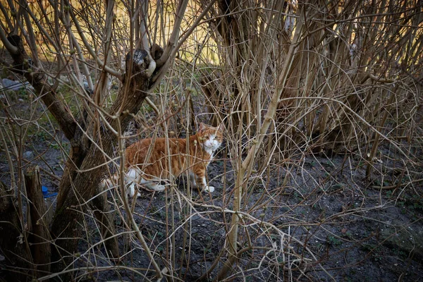 A view of a fluffy ginger cat hiding behind the tree leaves