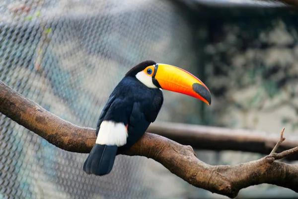 Primo Piano Tucano Ramo — Foto Stock