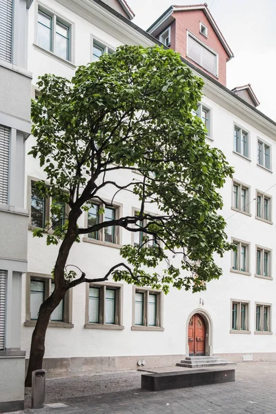 Een Verticaal Schot Van Een Groene Boom Tegen Een Wit — Stockfoto