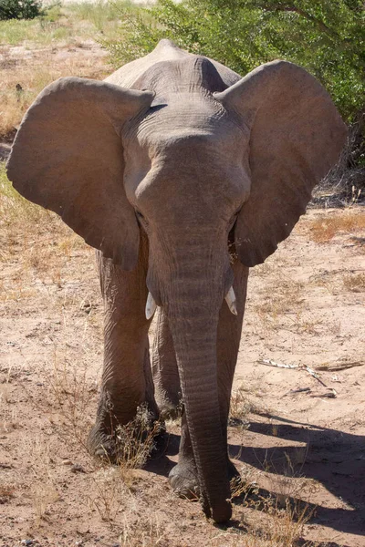 Слон Ходить Дикій Природі — стокове фото