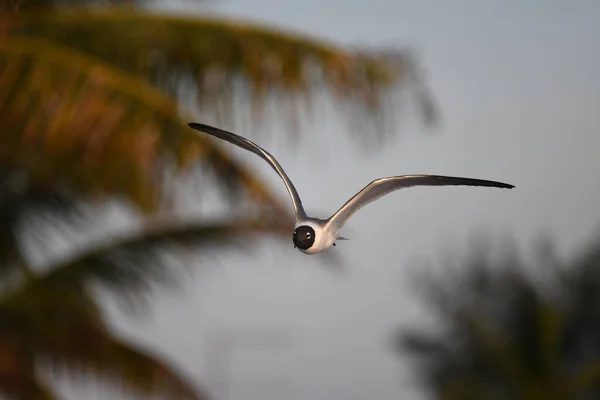 一只黑头海鸥在日落时飞行的特写镜头 背景为棕榈树 — 图库照片