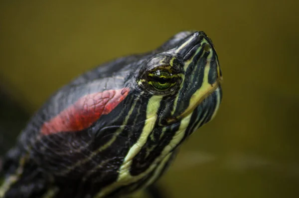 Shallow Focus Portrait Red Eared Slider Looking Blurred Background — Stock Photo, Image