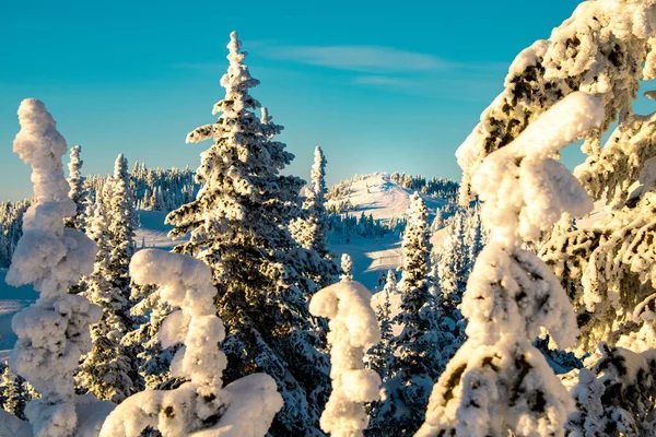 Крупним Планом Снігові Покриті Дерева Сонці Горах — стокове фото