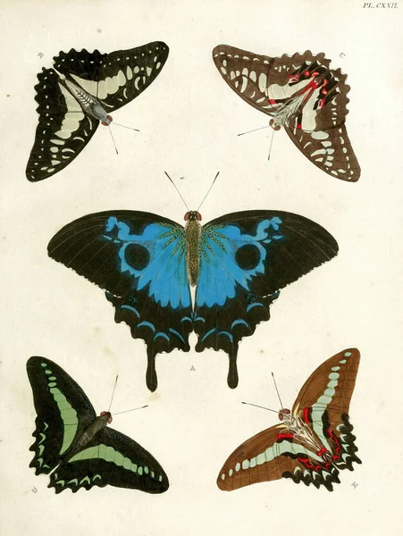生物文学中蝴蝶的古老图解 — 图库照片